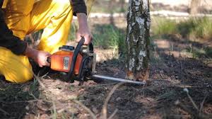 Best Tree Preservation Services  in Michigan City, IN