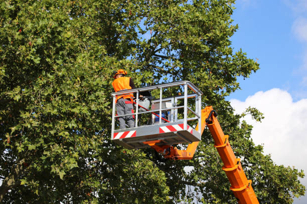 Best Emergency Tree Removal  in Michigan City, IN