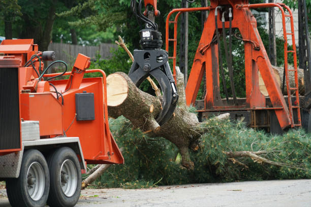 How Our Tree Care Process Works  in  Michigan City, IN