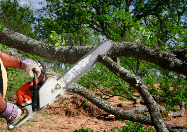 Best Stump Grinding and Removal  in Michigan City, IN